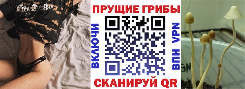 Купить где Монино Галлюциногенные грибы Psilocybe
